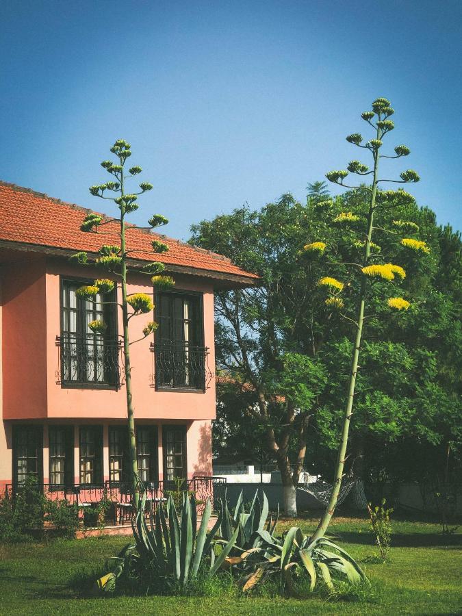 Palme מלון